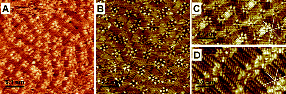 Representative STM images of ISA-D15 at the Au(111)–water (0.1 M HClO4) (A), Au(111)–tetradecane (B) and HOPG–tetradecane (C and D) interfaces. (A) Ew = 350 mV vs. SCE; It = 1 nA; Ubias = −350 mV; (B) It = 0.225 nA, Ubias = −128 mV; (C and D) It = 135 pA, Ubias = −800 mV. The full scale images are presented in ESI.