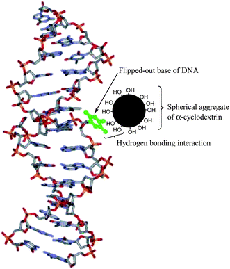 Nucleobase flipping out of the DNA helix (shown in green) interacts with the spherical aggregate of α-CD through hydrogen bonding. The α-CD aggregate has large number of hydroxyl groups on its surface.