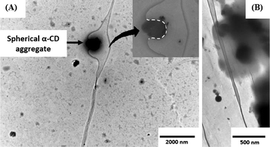 (A) Transmission electron micrograph demonstrating the phenomenon of opening of the ds-DNA. The spherical α-CD aggregate allows the flipped-out nucleobases to cling to its surface, which in turn, does not allow them to flip back and restore the double helix. The inset shows a zoomed image of the bound part of the ds-DNA (The dotted line is to clarify the motif of binding). The α-CD aggregate has a diameter of ∼650 nm. (B) Approach of a cluster of such spherical α-CD aggregates and separating the DNA strands (upper part of the image), whereas when the aggregates are away from the ds-DNA no opening is observed (the lower part of the image). α-CD concentration was taken to be 14 mM.