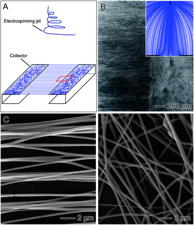 (A) Schematic illustrating the experimental setup for the fabrication of aligned-to-random nanofiber scaffolds. (B) SEM images of nanofiber scaffolds consisting of random and uniaxially aligned PLGA (50 : 50) nanofibers on the left and right, respectively, or the small region of boxed in (A). Inset: streamline plot of electric field between the needle and collector. (C and D) High-magnification views of the random and aligned portions of the scaffold in (B).