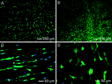 Tendon fibroblast cell morphology on aligned-to-random PLGA (50 : 50) fiber scaffolds: (A and B) after incubation for 3 and 7 days, respectively. (C and D) High-magnification views of (A). In (A), (C) and (D), F-actin and nuclei of the cells were stained with FITC–phalloidin and DAPI, respectively, in green and blue colors. The cells in (B) were stained with FDA in green color.