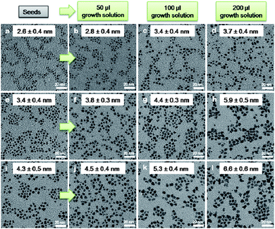 TEM images of size evolutions of Pd NCs by varying the volume of growth solution into different seeding solutions. (a, e and i) represent seeding solutions with Pd NCs of 2.6, 3.4 and 4.3 nm, respectively; (b), (c) and (d) show the size evolution of Pd NCs from (a) with different volume of growth solution from 50 μl, 100 μl to 200 μl, respectively. Similarly, (f), (g) and (h) and (j), (k) and (l) evolve from (e) and (i), respectively by varying the volume of growth solution to control the size of Pd NCs. Reaction time was 1 h for all reactions.