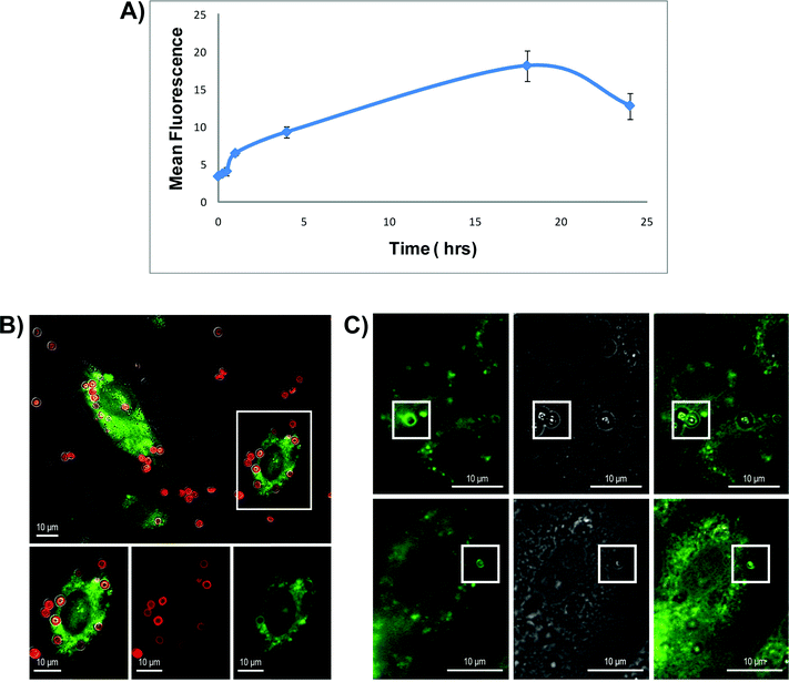 Colocalization of silicon particles with NPC1 protein and acidic vesicles. (A) HMVECs were incubated with 3.2 μm discoidal silicon particles conjugated with a pH-sensitive dye (pH Rhodo). Mean fluorescence was monitored over 24 h by flow cytometry. (B)–(C) Confocal images of GFP-NPC1 transfected HMVECs incubated 4 h with Dylight 594-labelled (B) or un-labelled (C) silicon particles. The images are reported in separated and merged channels.