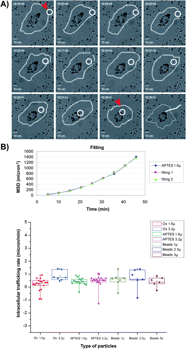 Effect of size and shape on the rate of particle migration. (A) Manual tracking from the point of uptake to perinuclear region was done by confocal imaging of cells every 5 min (bar 10μm). (B) (top) An example of MDS curve fitting and (bottom) box charts showing the calculated rates of migration toward the perinuclear region for different types of particles [‘Ox’ and ‘APTES’ are modified hemispherical silicon particles (two sizes), and ‘Beads’ are spherical silica particles (three sizes)]. Populations were not significantly different based on ANOVA test with P = 0.05.