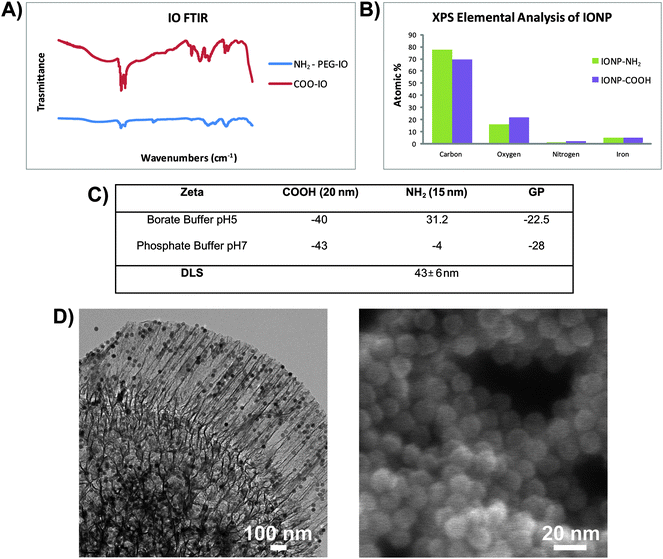 Particle characterization and loading FTIR spectra (A) and XPS elemental analysis (B) of carboxylated (IONP-COOH) and amine-PEG (IONP-NH2) SPIONs. (C) Zeta-potential and dynamic light scattering (DLS) measurements for SPIONs and silicon particles in phosphate and borate buffers. (D) TEM (left) and SEM (right) micrographs showing 3.2 μm discoidal particles loaded with amino-PEG SPIONs.