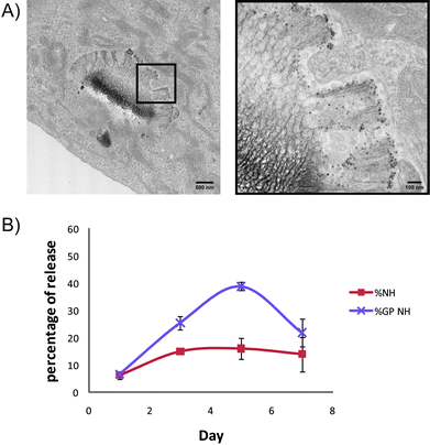 Endosomal sorting and secretion of SPIONs (A) TEM images showing a HMVEC containing a membrane-bound silicon particle with the majority of SPIONs released 7 days after LEV introduction. (B) SPIONs secretion from cells over 7 days following treatment with free or silicon particle-delivered SPIONs (‘GP’ is silicon particles, ‘NH’ is amine-PEG coated SPIONs).