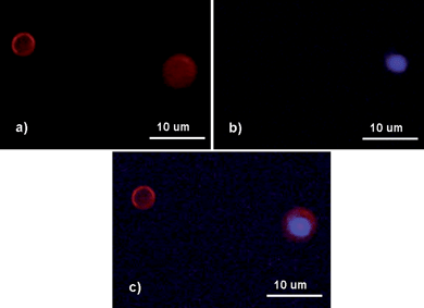 Fluorescence micrographs of CdSe/ZnS QD loaded polyglutamate/(PEI-RBITC/PAA)3 capsules stored under day light for 11 days. (a) Under green excitation (530–550 nm); (b) under UV excitation (335–380 nm); (c) the overlay of (a) and (b). (QD max emission: 575 nm.)