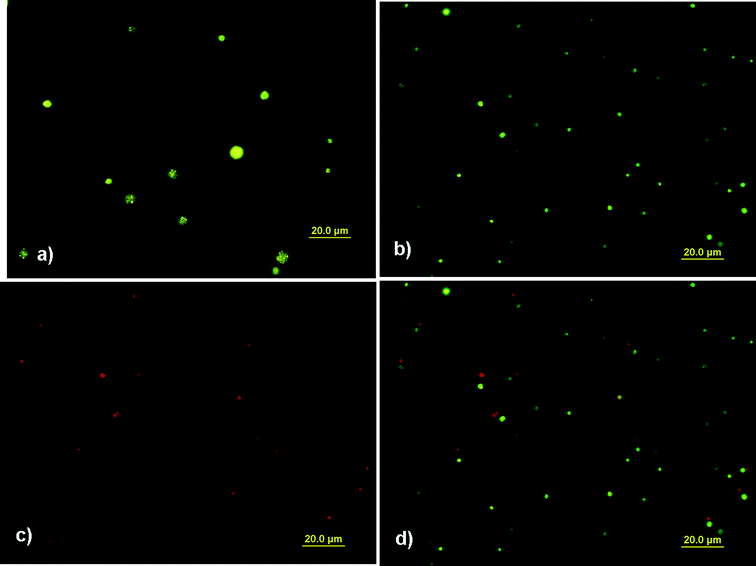 Fluorescence micrographs of CdSe/ZnS QD loaded polyglutamate/(PEI/PAA)3 capsules (a) without RBITC tagging PEI under UV excitation (335–380 nm); (b) with RBITC tagging PEI under UV excitation; (c) with RBITC tagging PEI under green excitation (530–550 nm); (d) the overlap of (b) and (c). (QD max emission: 575 nm.)