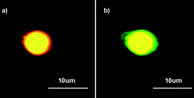 Fluorescence micrographs of CdSe/ZnS QD loaded polyglutamate/(PEI-RBITC/PAA)3 capsules (a) under green excitation (530–550 nm); (b) under UV excitation (335–380 nm). The channels were switched in a few seconds. (QD max emission: 575 nm.)