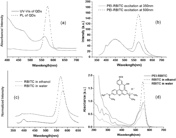 UV-vis and PL spectra of CdSe/ZnS QDs, RBITC and RBITC tagging PEI. *(a) UV-vis and PL spectra of CdSe/ZnS QDs with emission max at 575 nm; (b) PL spectra of PEI-RBITC excitation at 350 nm and 500 nm, respectively; (c) PL spectra of RBITC in different solvents excitation at 350 nm; (d) UV-vis spectra of RBITC in different solvents and of PEI-RBITC. The inset shows the molecular structure of RBITC. *For the PL spectra, the absorbance of all samples is lower than 0.1.