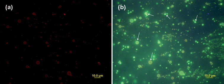 Fluorescence micrographs of CdSe/ZnS QD loaded polyglutamate/(PEI-RBITC/PAA)2 capsules (a) under green excitation (530–550 nm); (b) under UV excitation (335–380 nm). The channels were switched in a few seconds. (QD max emission: 560 nm.)