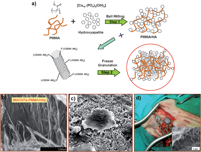 Schematic diagram for the synthesis and biological testing of a chemically modified MWCNT-reinforced PMMA/HA nanocomposite. (a) A two-step approach is used to generate this nanocomposite. In the first step, a homogenous mixture of HA powder and PMMA was prepared by ball milling. In the second step, this solution was mixed with 0.1 wt % of functionalized MWCNTs (both with –COOH/or –NH2) through freeze-granulation. Through this technique, the material homogeneity was preserved and the dispersion of the carbon nanotubes was enhanced in the composite matrix. For the in vivo and in vitro studies, a mixture of the monomer solution of the bioactive bone cement and dry powder of the MWCNT-reinforced PMMA/HA nanocomposite was prepared. (b) A SEM image of 0.1% COOH-MWCNT/PMMA/HA nanocomposite paste. (c) SEM image of MG63 cells growing on the HA-PMMA-0.1% COOH-MWCNT nanocomposite. (d) Digital image of filling the bone during the surgical procedure with the bioactive bone cement paste in three holes of a sheep tibia.