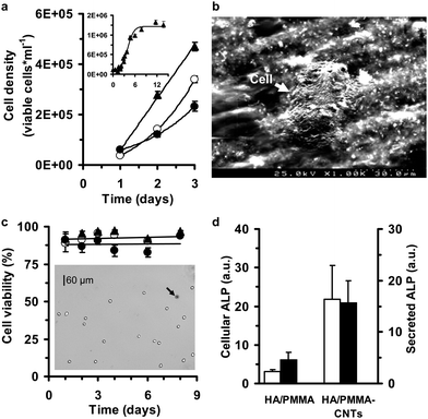 Cell culture response to the HA/PMMA-CNTs nanocomposite. (a) Temporal evolution of MG63 cell growth on polystyrene (▲), HA-PMMA (○) and HA-PMMA-0.1% CNTs (●). The experiments were conducted in triplicate, with each experimental conditions evaluated from 150 images. The images were captured using a Vi-CELL™ XR video imaging system for analyzing cells in suspension and the data corresponds to a total number of analyzed cells of 1831 (for polystyrene), 1683 (for HA-PMMA) and 1364 (for HA-PMMA-0.1% CNTs). The inset shows a growth curve for MG63 cells cultured in 12-well polystyrene culture plates (total number of analyzed images and cells of 800 and 11937, respectively). Experimental data are expressed as viable cell density (mean ± S.E.). (b) A SEM image of MG63 cell growing on the HA-PMMA-0.1% CNTs nanocomposite. (c) Cell viability of MG63 cell cultures seeded on distinct surfaces (▲, polystyrene; ○, HA-PMMA; and ●, HA-PMMA-0.1%CNTs) remained very high during an 8 day incubation period. Experimental data are expressed as the percentage of cells that have not absorbed trypan blue (light cells in the inset image) with respect to the total number of cells in each image. As indicated by the black arrow, cells taking up the trypan blue dye appeared darker. The data points represent the cell viability values (mean ± S.E.) for each experimental condition, which were analyzed in at least 50 images. (d) Alkaline phosphatase activity (ALP) of MG63 cells solubilized with Triton X-100 (cellular ALP) and in culture medium above each material surface (secreted ALP). Cellular (□) and secreted ALP (■) in HA-PMMA and HA-PMMA-0.1% CNTs surfaces were higher than ALP activity on polystyrene surface. Experimental data are expressed as the ratio between the values of ALP on HA-PMMA or HA-PMMA-0.1% CNTs versus the polystyrene culture surfaces (mean ± S.E.). The enzyme activity was normalized by viable cell number for each of the 5 independent assays conducted from day 2 to day 6 after cell seeding.