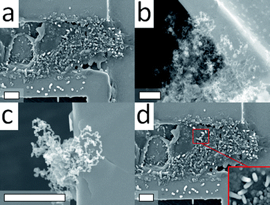 (a)–(d) SEM images of as-grown CNTs on Au substrates by a mixture of C2H4/Ar (flow rate = 50 mL min−1, C2H4 /Ar mix = 1 : 10) at 850 °C for 5, 30, 120 and 240 min respectively. The inset in (d) shows that solid fiber-like structures form for the longer reaction time. The scale bar is 5 μm.
