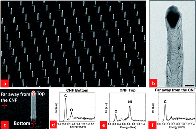 (a) An SEM image of a CNF array grown at 700 °C at a pressure of 7.5 mbar in a 5 : 1 mixture of NH3 and C2H2 gases (NH3: 50 sccm and C2H2: 10 sccm). Note that the SEM image was taken at a 45° tilted angle. The scale bar is 1 µm; (b) HRTEM image of a CNF, the scale bar is 50 nm; (c) locations at which EDX analyses were carried out; (d) EDX signal at the CNF bottom; (e) EDX signal at the CNF top; (f) EDX signal far away from the CNF.