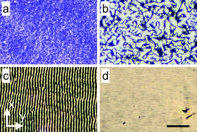 The substrate moves along the y-axis and the scalebar is 40 μm for all the images. All images are taken with the film under crossed polarizers. (a) Film deposited at velocity v = 250 μm s−1 and volume fraction ϕ = 0.18 shows that there are small domains present (SEM - Fig. 2a). (b) Image of film deposited at velocity v = 1000 μm s−1 and volume fraction ϕ = 0.25 shows that large domains spanning a few μm are formed (SEM - Fig. 2b). (c) Film deposited at velocity v = 100 μm s−1 and volume fraction ϕ = 0.52 shows a striped pattern corresponding to a wavy structure (SEM - Fig. 2c). (d) Film deposited at velocity v = 1500 μm s−1 and volume fraction ϕ = 0.52 (SEM - Fig. 2d).