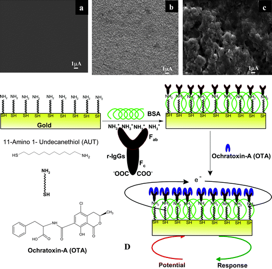 A) SEM image of the AUT/Au electrode, B) SEM image of the AO-IgGs/AUT/Au immunoelectrode, C) SEM image of the BSA/AO-IgGs/AUT/Au immunoelectrode, D) Schematic for the fabrication of the BSA/AO-IgGs/AUT/Au immunosensor showing the biochemical reaction at the BSA/AO-IgGs/AUT/Au immunoelectrode.