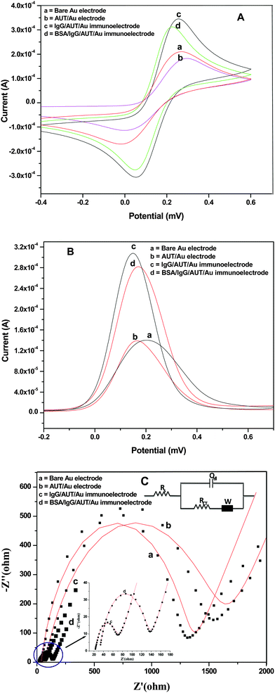 A) Cyclic voltammogram of the modified SAM with IgGs at a scan rate of 50 mV/s in PBS containing [Fe(CN)6]3−/4−. B) Differential pulse voltammogram (DPV) of the bare Au electrode (a), AUT/Au electrode (b), AO-IgGs/AUT/Au bioelectrode (c) and BSA/AO-IgGs/AUT/Au immunoelectrode (d) at potential height as 0.4995 V, potential period as 0.07 ms and interval period as 0.14 ms in PBS containing [Fe(CN)6]3−/4−. C) EIS studies of bare Au electrode (a), AUT/Au electrode (b), IgGs/AUT/Au immunoelectrode (c), BSA/AO-IgGs/AUT/Au immunoelectrode (d) in PBS containing [Fe(CN)6]3−/4−. Red lines indicate the simulated curves obtained by fitting model of proposed electronic circuit. Inset A shows the EIS spectra of the IgGs/AUT/Au immunoelectrode (c), BSA/AO-IgGs/AUT/Au immunoelectrode (d).