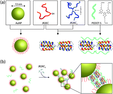 (a) Schematic illustration showing the basic nanoscale building blocks (from left to right): gold nanoparticles (AuNP), the designed polypeptides JR2EC and JR2KC2, and the conducting polyelectrolyte PEDOT-S. JR2EC is immobilized on the gold nanoparticles via a thiol residue in the loop region. Two JR2EC monomers can heteroassociate with JR2KC2 and fold into two disulfide-linked four-helix bundles, which can be utilized for assembly of JR2EC-decorated gold nanoparticles. The heterotrimeric complex is utilized as a scaffold for PEDOT-S for self-assembly of a conducting nanocomposite as illustrated in (b).