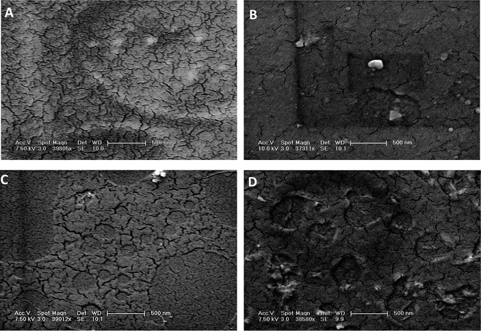 SEM images of SWNT–PLGA films. (A) Pure PLGA, (B) long (>3 µm) SWNT, medium (1/700 w/w) concentration, (C) short (ca. 300 nm) SWNT, medium concentration, and (D) short SWNT, high (1/70) concentration. SEM scale bar is 500 nm.