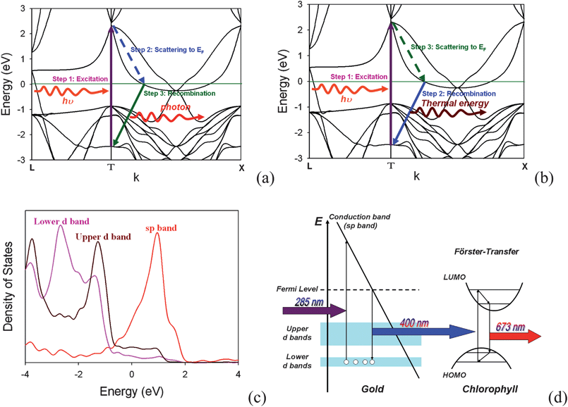 Energy-momentum diagram of (a) the “on” process and (b) the “off” process and (c) density of state for gold bulk. (d) Scheme of the mechanism for the photoluminescence of gold NSUs to the secondly-excited bioluminescence of water grass for the “on” process. The 285 nm radiation excites an electron from the lower d band to the upper d band. Then the “on” process occurs due to the interaction between an electron and an electric hole. After recombining, the system releases photons. On the other hand, the “off” process is an Auger process, as a result of the interaction among two electrons and an electric hole. After recombining, the system also releases thermal energy. The “off” process and the “on” process cause the blinking phenomenon. (Band structure and density of states are calculated by density function theory, OpenMX 3.4 code.31)