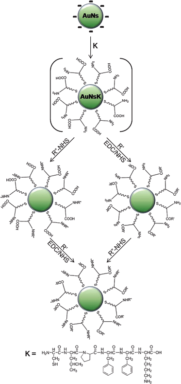 Scheme of the coating process with peptide K (CLPFFK) on water-synthesized gold nanospheres (AuNs) and reactions to conjugate biomolecules and fluorophores onto the new coating (not to scale). Abbreviations: EDC and NHS: see text, R′: fluorescein cadaverine (F) or streptavidin (S), R″-NHS: Alexafluor-488–NHS (A–NHS) or biotin–NHS (B–NHS).