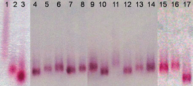 Collage of 1% agarose gel electrophoresis of samples performed for 180 minutes at 70 V. To test the repeatability of the experiment and the homogeneity of the electrical field the sample AuNsK was inserted every 3–5 lanes to use its band as internal reference. Lanes 1: AuNs; 2: AuNsK; 3: AuNsN; 4: AuNsKFA; 5: AuNsKFA control; 6: AuNsK; 7: AuNsKF; 8: AuNsKF control; 9: AuNsK; 10: AuNsKB; 11: AuNsKB control; 12: AuNsKA; 13: AuNsKA control; 14: AuNsK; 15: AuNsK; 16: AuNsKS; 17: AuNsN. See text for the abbreviations.