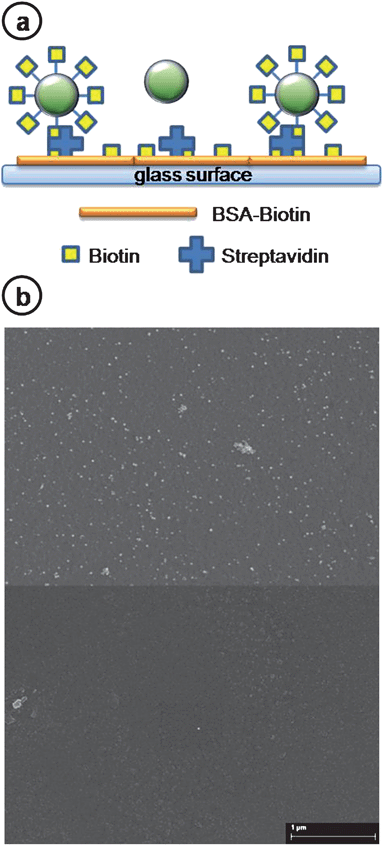 (a) Schematic picture of the surface binding between biotin–nanospheres (AuNsKB) and streptavidinated glass (not to scale). First, streptavidin is immobilized on BSA–biotin functionalized glass surface. Then, biotin–gold nanospheres (AuNsKB) are tethered to the immobilized streptavidin; samples without biotin conjugation do not bind to the surface. Finally a 5 nm Pd layer is deposited on the samples for visualization in a scanning electron microscope (SEM). (b) SEM image of AuNsKB (top) and AuNsKB control (bottom) samples on the streptavidinated glass. Nanostructure densities are 20.10 Np per µm2 and 0.04 Np per µm2 after 40 minutes of incubation, respectively (see ESI for data at different incubation times).