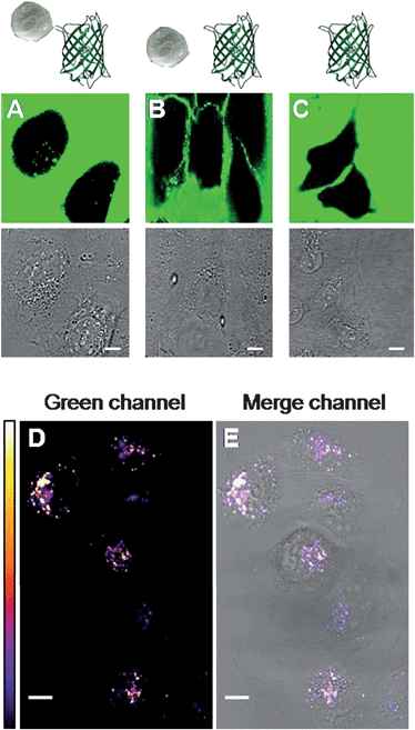 (A–C) Images of human U2Os cells after 1 h of incubation in a medium containing AuNsKS–StrepGFP, AuNsK with StrepGFP, and StrepGFP, respectively (25 pM in nanoparticles when applicable; see the schematic representation in the row above, and text for further details). Top: confocal green channel (excitation at 488 nm, emission at 495–560 nm) showing GFP emission fluorescence; bottom: transmission bright field channel. In the green channel images, the presence of GFP outside the cells is demonstrated by the diffused fluorescence; in A, the uptake of the AuNsKS–StrepGFP is confirmed by the fluorescence from internal organelles, while no internalization of the negative controls (B and C) was observed for these systems after 1 h of incubation. (D) Confocal fluorescence image showing GFP emission fluorescence from the internalized complex after washing. White color indicates higher fluorescence intensity, as shown in the LUT reported on the left. (E) The bright field image merged with the green channel highlights the cytoplasmic localization of the AuNsKS–StrepGFP. For all images scale bar: 10 µm.