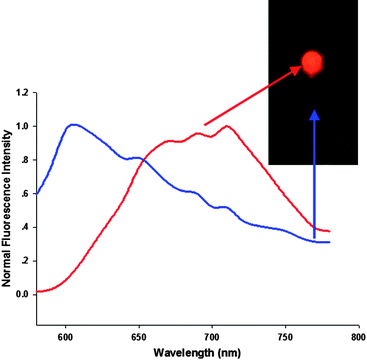 NIR fluorescence imaging of BALB/c mouse treated with the AuNCs. The background autofluorescence (from the mouse) is colored blue and NIR AuNCs signal is pseudocolored red.