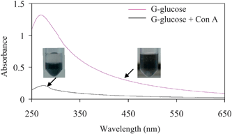 Biochemical activity test of glucose functionalized graphene solution. The dispersed graphenes aggregate and precipitate from the solution after addition of concanavalin A, which induces particle–particle linking via its four glucose binding sites.