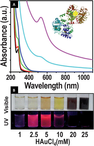 (A) UV-visible spectra of the evolution of clusters. Concentration of NLf was kept constant (150 μM) and the molar ratio of NLf : gold was varied. The spectra were collected after 24 h of the reaction; 1 : 3 (black), 1 : 8(red), 1 : 17 (green), 1 : 33 (blue), 1 : 67 (cyan) and 1 : 83 (magenta). Clusters were formed only at certain gold : Lf ratios. Schematic of the cluster in protein is shown in the inset. (B) Photograph showing the emission of clusters and nanoparticles formed at various metal ion concentrations, keeping the NLf concentration the same at ∼150 μM. In visible light (above) and in UV light (below).