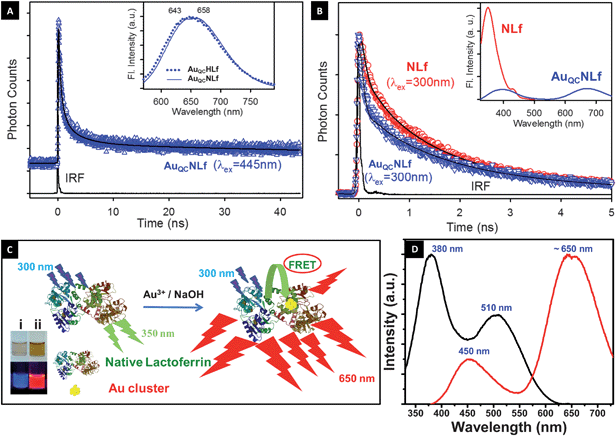 (A) Fluorescence decay profile of AuQC@NLf cluster at 650 nm (excitation at 445 nm). Inset shows emission spectra of AuQC@NLf (broken line) and AuQC@HLf (solid line), excited at 445 nm. (B) Picosecond-resolved fluorescence transients of donor (NLf) and donor–acceptor (AuQC@NLf) at 350 nm (excitation at 300 nm). Steady-state PL quenching of the tryptophan emission (donor; NLf) in the presence of acceptor Au cluster (AuQC@NLf) is shown in the inset. (C) Schematic of the occurrence of FRET between Lf and cluster. Inset shows the photographs of (i) NLf (ii) AuQC@NLf (from left to right) taken in visible light (above) and in UV light (below). (D) Photoluminescence spectra AuQC@NLf show emission at ∼650 nm (excitation wavelength 380 nm); the excitation spectra collected correspond to 650 nm emission, which shows peaks at 380 nm and 510 nm. The emission at 450 nm is due to the weak luminescence of the protein when excited at 380 nm.