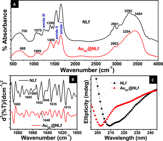 (A) Comparison of the FTIR spectra of NLf and AuQC@NLf. (B) Comparison of the second derivative FTIR spectrum in the amide I region (1600–1690 cm−1) of NLf and AuQC@NLf, showing bands appearing due to secondary structures. (C) Comparison between the CD spectra of NLf and AuQC@NLf.