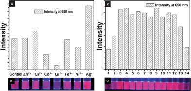 (A) Bar diagram showing changes in the luminescence intensity of clusters in presence of different metal ions and (B) corresponding photograph of the solutions in UV light. (C) Bar diagram showing the changes in luminescence intensity of clusters at various pH and (D) corresponding photograph of the solutions in UV light.