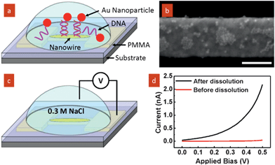 (a) Schematic of self-assembly of Au nanoparticles by DNA hybridization; (b) SEM image showing selective assembly of nanoparticles onto the exposed nanowire. Scale bar is 200 nm. (c) Schematic of electrical conduction measurements of the device before and after selective polymer dissolution in test solution (0.3 M NaCl). (d) IV characteristics measured before and after polymer dissolution.