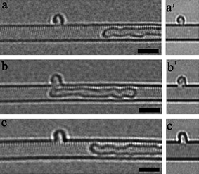 (a)–(c) In situ HREM observations of covalent fusing of a C60 molecule with the sidewall of a DWNT (a′)–(c′) Simulated HREM images of hybrid nanostructure comprising [19,3] SWNT and C60 fullerene, corresponding to experimentally observed interaction dynamics. The scale bar is 2 nm.