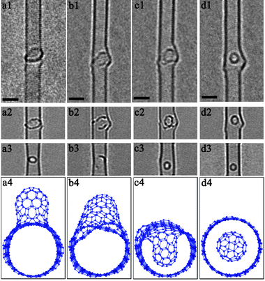 (a1)–(d1) In situ HREM observations of a fullerene ejection in the host SWNT, through penetration and necking-off of a hump. (a2)–(d2) Simulated HREM images of supercell structures comprising [19,1] SWNT and hump. (a3)–(d3) Simulated HREM images of theoretically calculated penetration structures of [10,10] SWNT and C60 fullerene show close resemblance with the contrast observed in our experimental images, (a4)–(d4) stick-and-ball structure models along the end view of corresponding theoretically calculated structures. The scale bar is 2 nm.