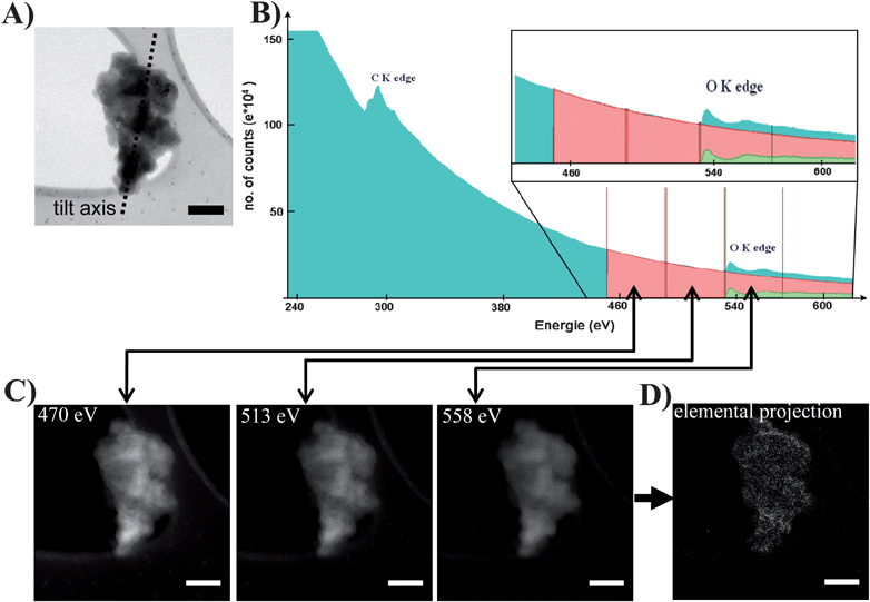 (A) Image of a β-SiC nanoparticle recorded in the Zero Loss mode on the SiC grain selected for the analytical tomographic analysis. (B) EELS spectrum recorded on the whole object, illustrating the C K-edge (at 284 eV) and O K-edge (at 532 eV), as well as the characteristics of the energy windows used to acquire the tilt series of filtered images for the oxygen. The insert shows the resulting oxygen signal after the background extraction. (C) Corresponding filtered images recorded at the K-edge of the oxygen at a given tilt angle. (D) Elemental projection of the oxygen obtained from the three filtered images, after the background extraction using the three-window method. The scale bar is 100 nm for all images.