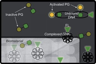 Schematic representation of plasmid DNA detection by PG and FL as DNA elutes from a biomaterial scaffold. The PG dye molecule (represented by the dim yellow circle attached to the green hexagon) is only activated (bright yellow) when associated with unbound DNA, as in the top right corner. The fluorescent label (represented by the glowing green triangle) is glowing in all cases. Thus, PG is only able to detect unbound DNA while FL can detect all DNA.