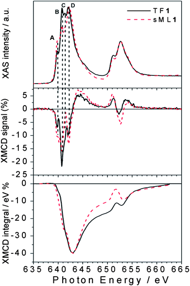 Direct comparison between normalized XAS and XMCD spectra of TF1 and sML1. The different A (640 eV), B (640.8 eV), C (641.5 eV) and D (642.2 eV) features observed for the TF and the sML suggest deviations of the local symmetries (see the text). In the bottom panel the corresponding XMCD integrals are also shown.