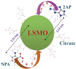 Functionalization of the manganite nanoparticles (NPs) with citrate ligands is shown. Covalent attachment of the fluorescent probe NPA and non-covalent adduction of one of DNA base mimics 2AP are also shown. The efficient energy transfer (FRET) from the fluorescent ligands to the NPs and corresponding donor–acceptor distances is also indicated.