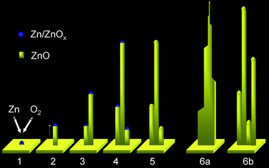 Schematic diagram showing the proposed growth steps for ZnO nanotowers.