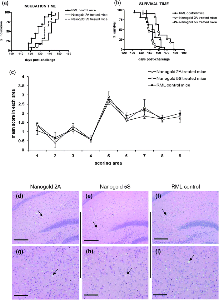 Incubation time, survival curves and vacuolation profile. Coated gold 2A and 5S nanoparticles were able to delay the incubation period of RML infected mice if compared with untreated controls (a), while only nanoparticles 2A-treated animals showed a moderate but statistically significant increase in survival time compared with controls, whereas treatment with nanoparticles 5S was not effective (b). Vacuolation profile (c) was scored on a scale of 0–5 in the following brain areas: (1) dorsal medulla, (2) cerebellar cortex, (3) superior culliculus, (4) hypothalamus, (5) thalamus, (6) hippocampus, (7) septum, (8) retrosplenial and adjacent motor cortex, and (9) cingulated and adjacent motor cortex. Data are mean ± SEM. Micrographs were obtained from areas of hippocampal and thalamic regions (most affected by vacuolation) stained with haematoxylin–eosin (d–i). Spongiosis in mice inoculated with RML brain homogenates pre-incubated with nanogold 2A (d and g) or 5S (e and h), and untreated (f and i) are shown. Scale bar: 200 µm (d–f) and 100 µm (g–i).