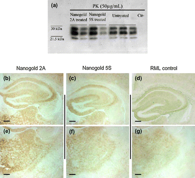 PrPres immunohistochemical and biochemical analysis. Western blot analysis of PK-resistant mouse PrP. Immunoblot data revealed the same PrPSc profile in all groups of mice (a), while immunohistochemical results showed the same synaptic-diffuse pattern of PrPSc deposition for each group of mice (b–g). Micrographs were obtained from areas of hippocampus (b–d) and thalamus (e–g). Pyramidal cells layer and dentate gyrus of the hippocampus were spared from PrPres accumulation. Synaptic and coarse PrPres immunostaining was detected into the thalamus of every group of mice. Scale bar: 200 µm.