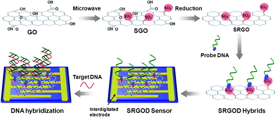 Illustration for the preparation of SRGO and procedure for the electrical detection of label-free DNA hybridization using SRGOD hybrids.