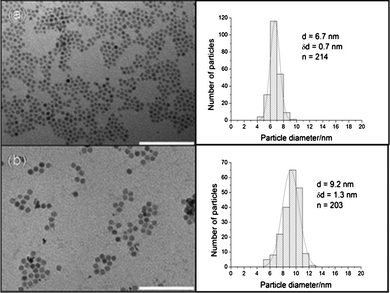 TEM images and size distributions of (a) Fe3O4 NPs in hexane and (b) Fe3O4-Au NPs in water. The Fe3O4-Au NPs are approximately 2.5 nm larger than the Fe3O4 NPs. Scale bar 100 nm.