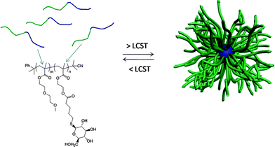 Temperature-induced self-assembly of AB diblock copolymers comprised of DEGMA and glucothiose-modified HEMA residues.