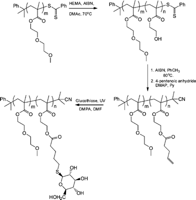 Synthetic approach to AB diblock copolymers of DEGMA-HEMA followed by post-polymerization modification to yield the target neoglycopolymers.