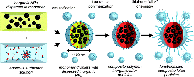 Synthesis of multimodal latexnanoparticlesviaminiemulsion polymerization followed by surface functionalisation with poly(ethylene glycol)viathiol-ene ‘click’ chemistry.